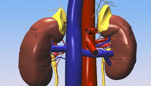 尿毒症患者还能生育么,尿毒症透析还可以生育吗