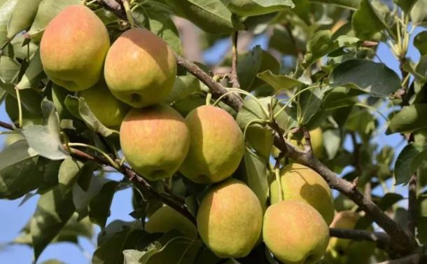 如何区分库尔勒香梨的真假,库尔勒正宗香梨等级区分