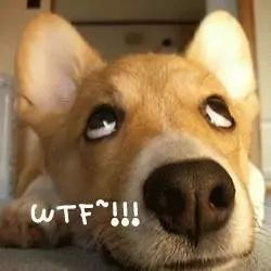 歪果仁是不是对中国元素有什么误解？看看这些大牌狗年限量版！