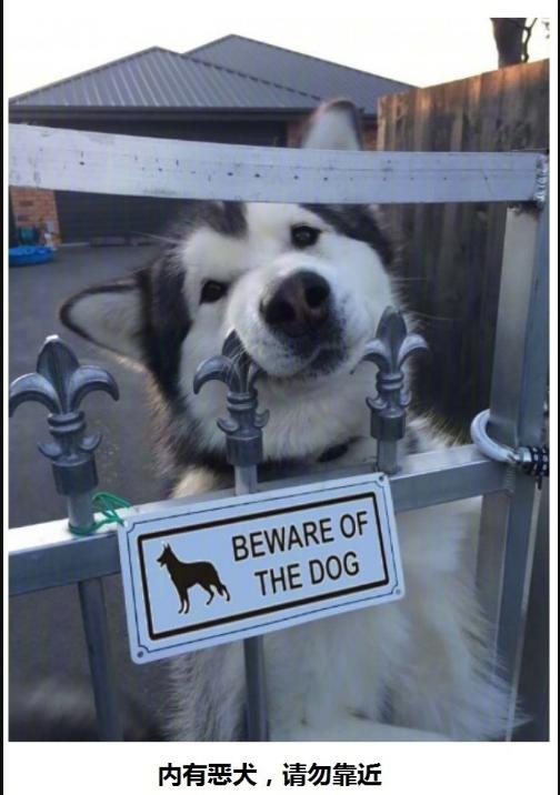 狗狗真好,情多话少——今天来吸吸狗吧~