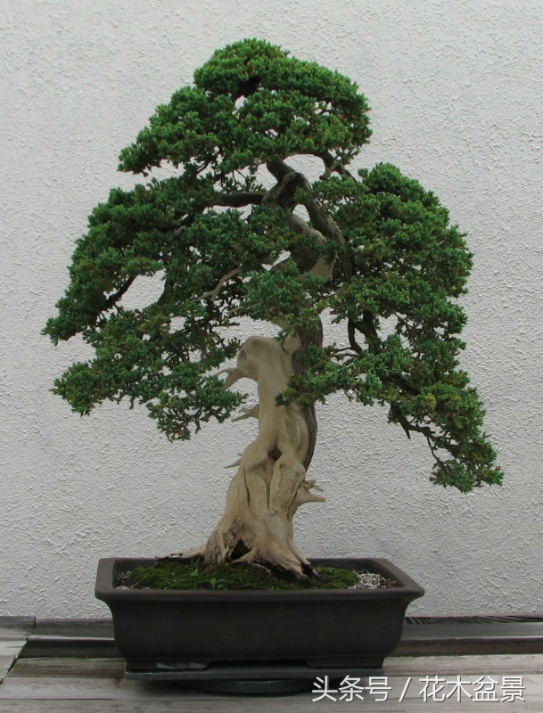 树桩断枝,树桩盆景断了怎么办