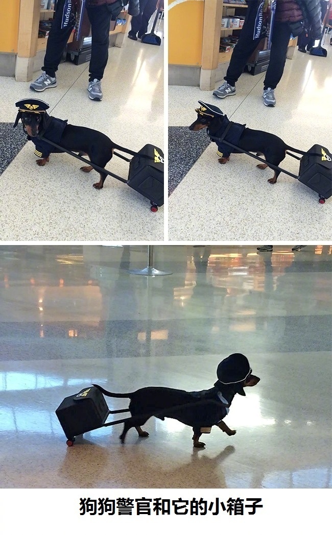 狗狗真好,情多话少——今天来吸吸狗吧~