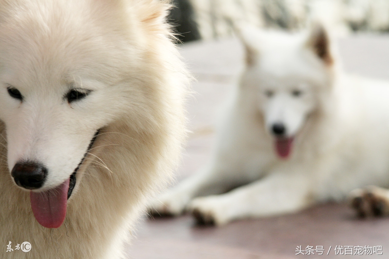 萨摩耶吃坏肚子怎么办,萨摩耶肚子一直叫怎么办