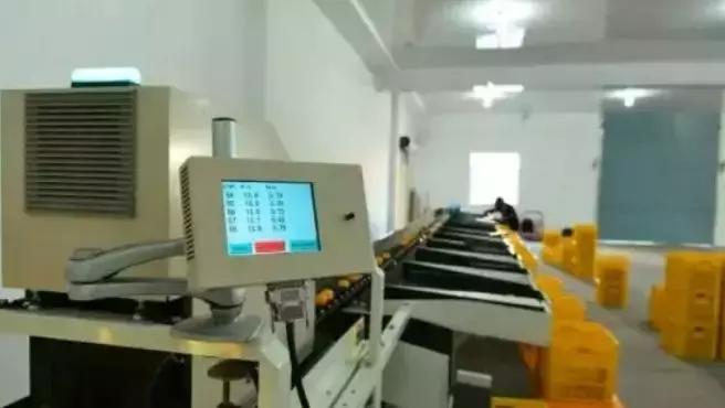 褚橙成功秘诀,褚橙一亩产多少