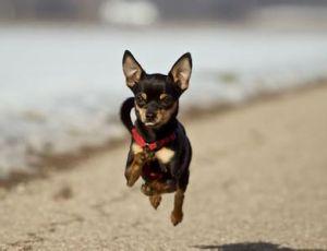 各种犬类名字大全,犬类图片大全