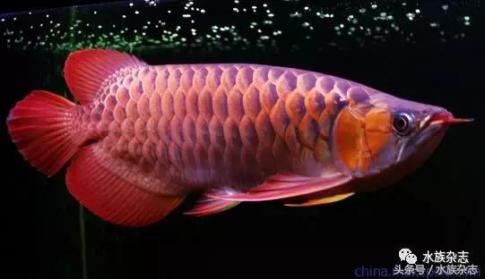 龙鱼入门百科图片,新手养龙鱼入门红龙