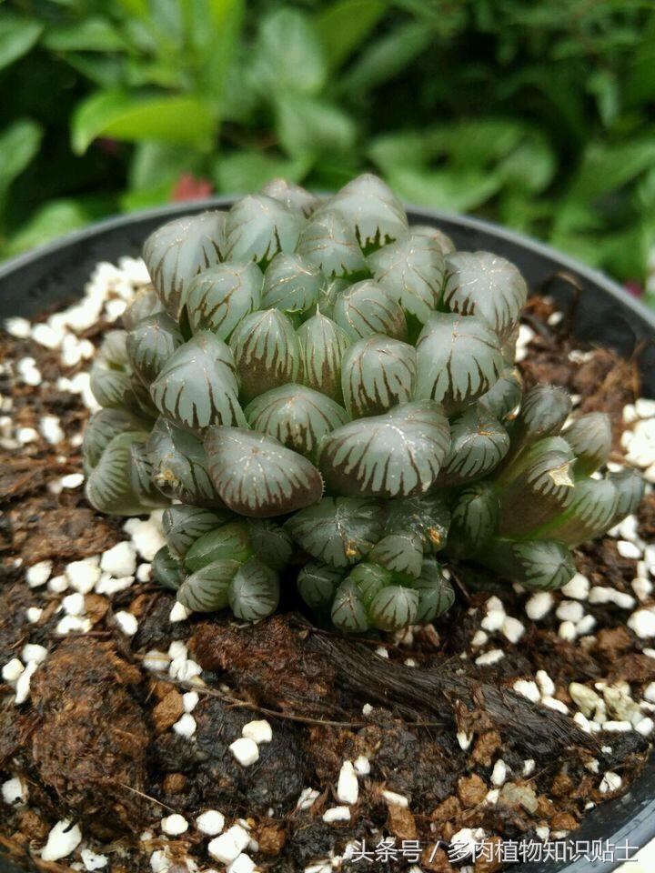 玉露养护全攻略一套组合全搞定,怎样养姬玉露