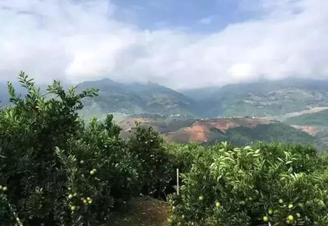 褚橙成功秘诀,褚橙一亩产多少