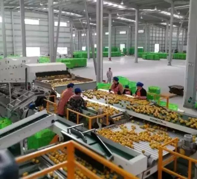 褚橙成功秘诀,褚橙一亩产多少