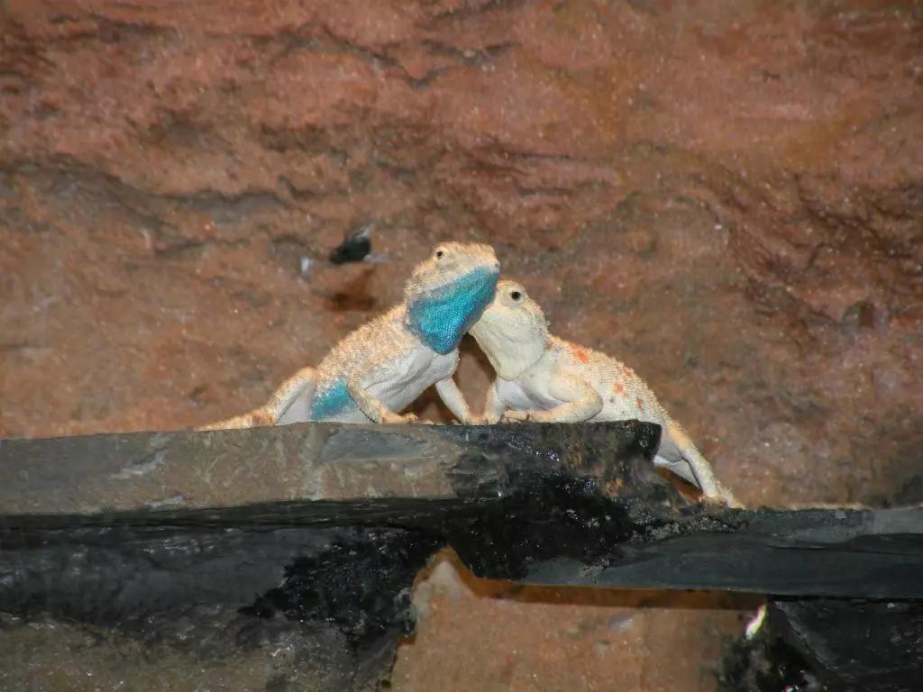 蓝色鬃狮蜥蜴稀有吗,鬃狮蜥黄系对比