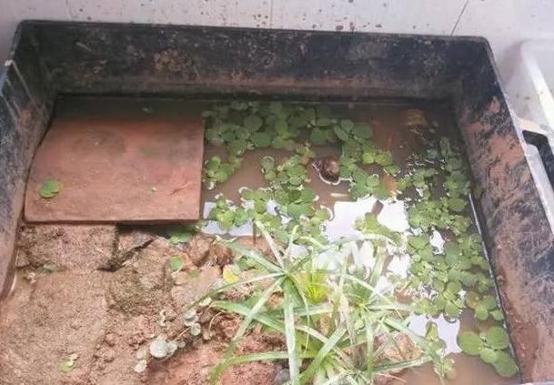 泥水养龟乌龟总是钻泥,龟友交流学习的一天