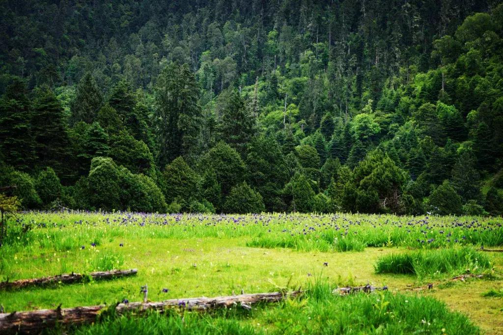 拉林高速最美段,公路的颜值
