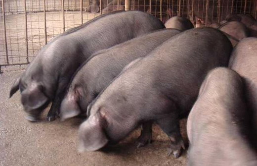 家畜亚硝酸盐的中毒与解毒,家畜食盐中毒的治疗原则