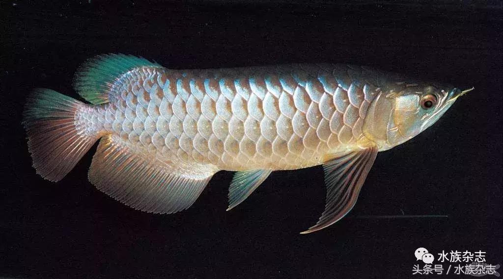 龙鱼入门百科图片,新手养龙鱼入门红龙