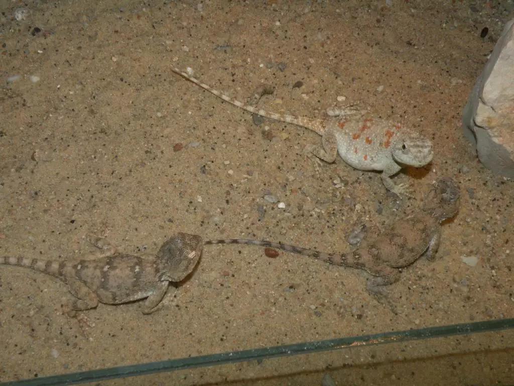 蓝色鬃狮蜥蜴稀有吗,鬃狮蜥黄系对比