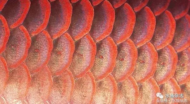 龙鱼入门百科图片,新手养龙鱼入门红龙