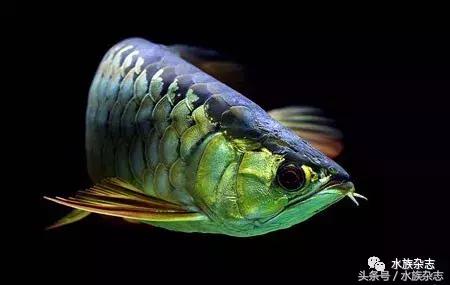 龙鱼入门百科图片,新手养龙鱼入门红龙