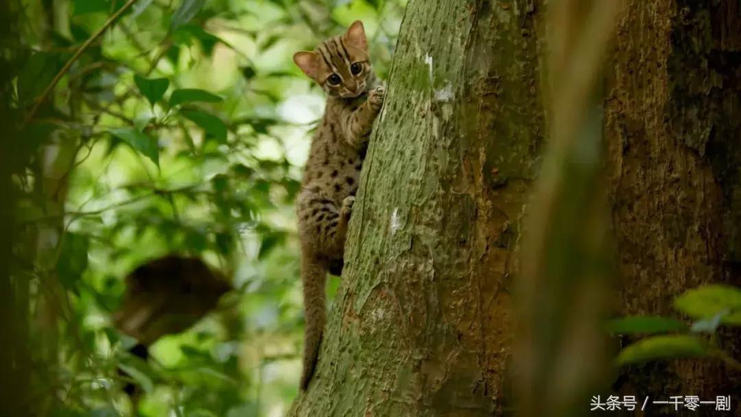 我打赌，这部「三级片」让你从此走上喵生巅峰！