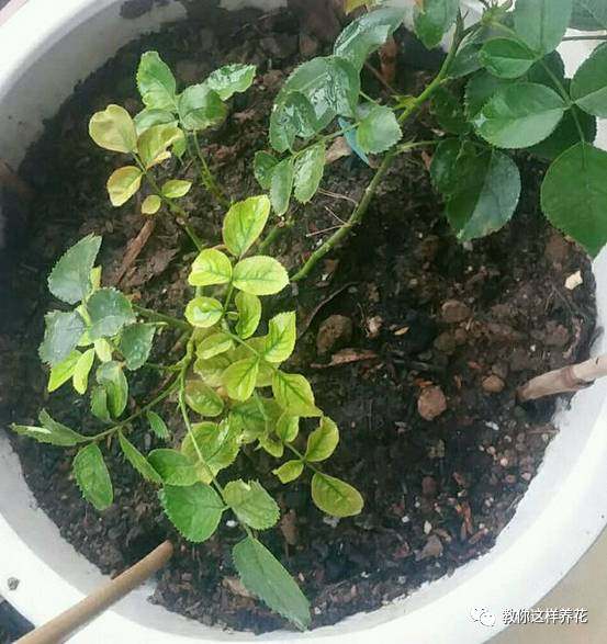 花草树木叶子发黄是什么原因,冬天为什么花卉叶子会发黄