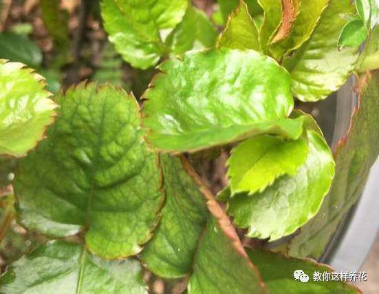 花草树木叶子发黄是什么原因,冬天为什么花卉叶子会发黄