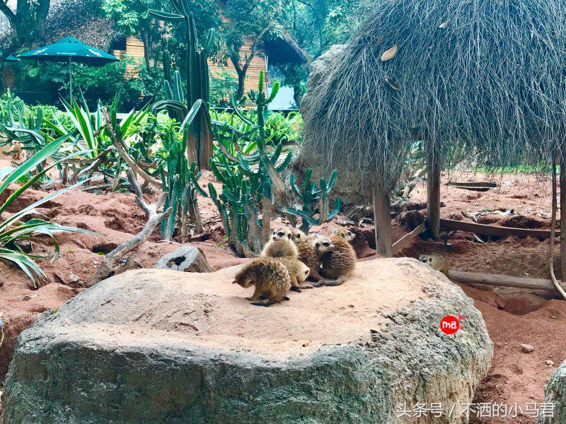 长隆野生动物园3天2晚亲子游,广州长隆野生动物园亲子游攻略