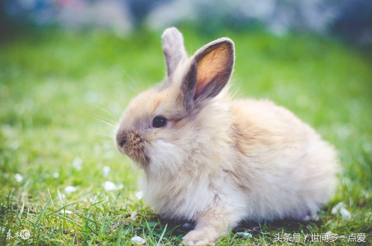 属猪和什么属相的合作财运最佳,属猪人和什么属相合作利财