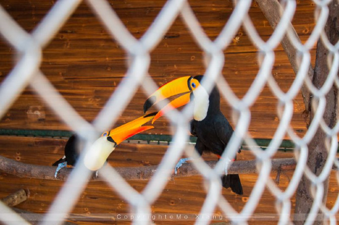 浪漫三亚视频,碧海蓝天椰风海韵浪漫三亚