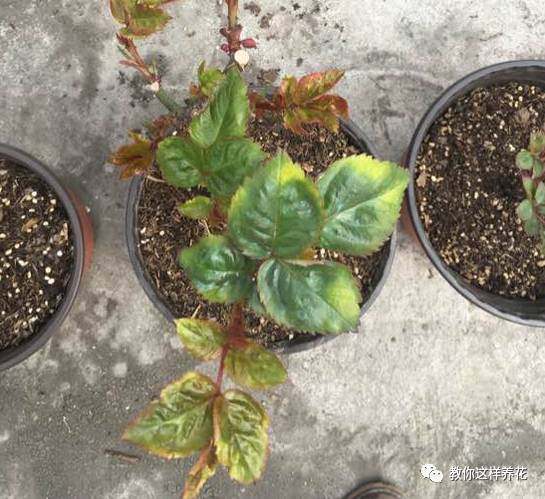 花草树木叶子发黄是什么原因,冬天为什么花卉叶子会发黄