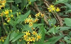 明目祛翳的中药材,认识中药材视频