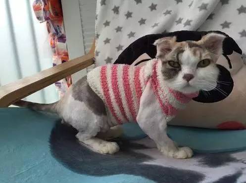 治疗猫癣过程注意什么,猫咪预防猫癣用什么药比较好