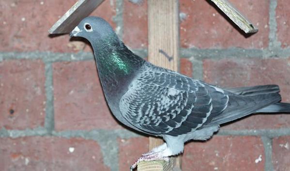 赛鸽的价格是如何制定的？