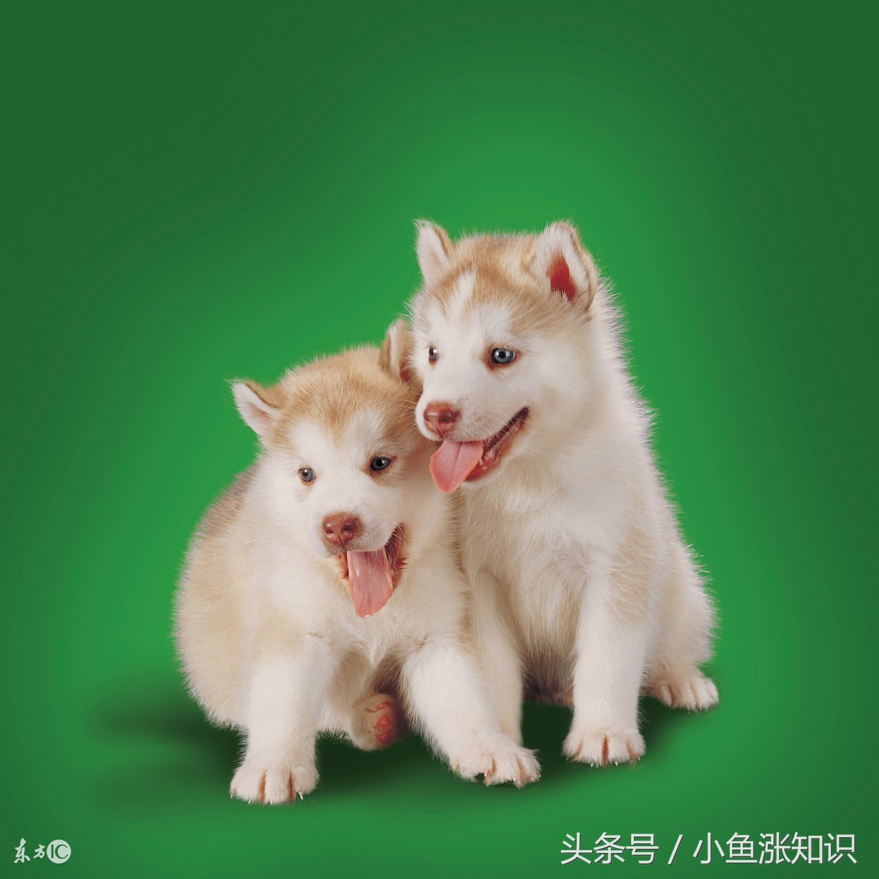 狗狗中毒吃什么解毒,每日科普动物冷知识