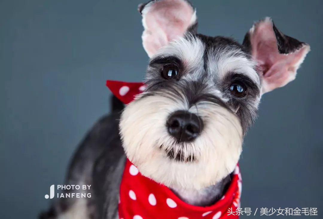 养狗人请注意,养狗人要经过学习持证养狗