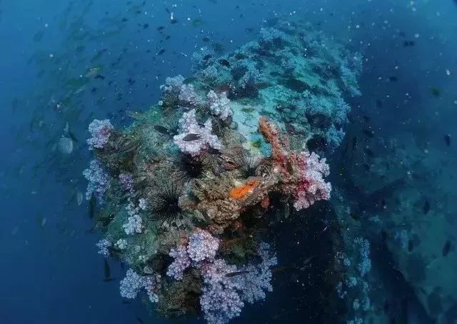 酷潜潜水普吉岛,普吉岛潜水不会游泳可以潜吗