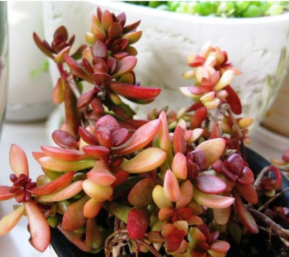 划划手机养养眼，让多肉美拍缓解你的疲劳，静下来明天再出发！