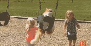 现在的猫都学成精了,这年头连猫都成精了