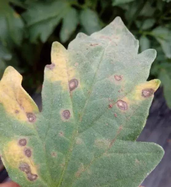 早疫晚疫病怎么用药,早疫和晚疫区别