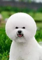 汪love汇汪星人，说你为什么爱吃翔？