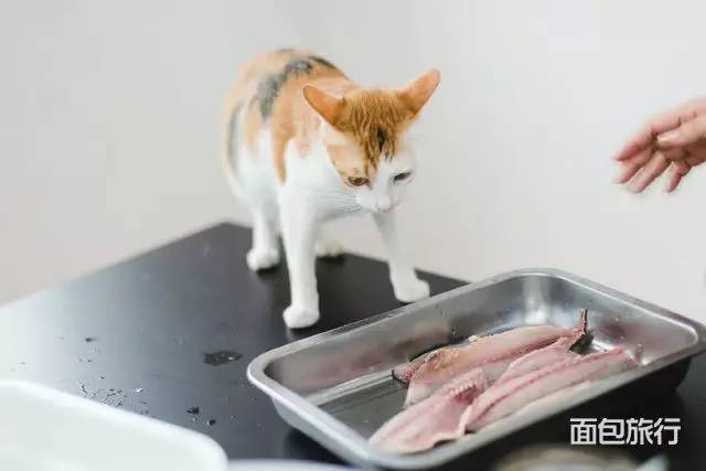 什么样的泥巴可以做紫砂壶,泥巴做的紫砂壶