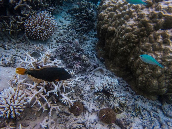 马尔代夫蓝色美人蕉旅游攻略,马尔代夫蓝色美人蕉岛攻略