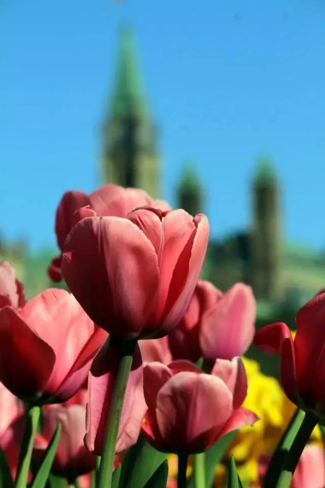 郁金香花节,全世界最大的郁金香