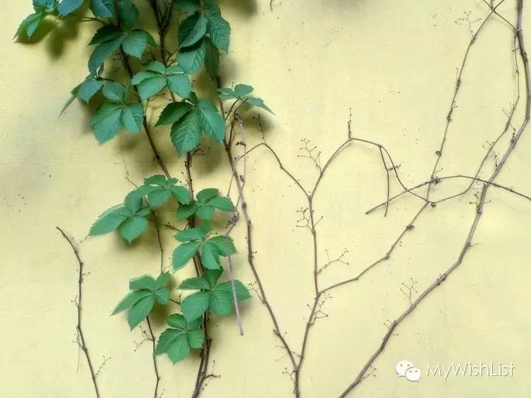 行云流水般的畅快vivoX6SPlus体验