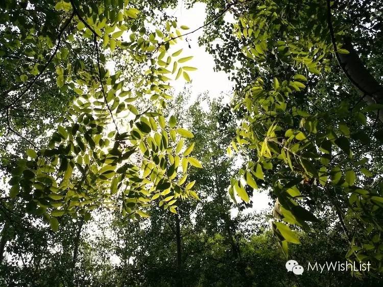 行云流水般的畅快vivoX6SPlus体验