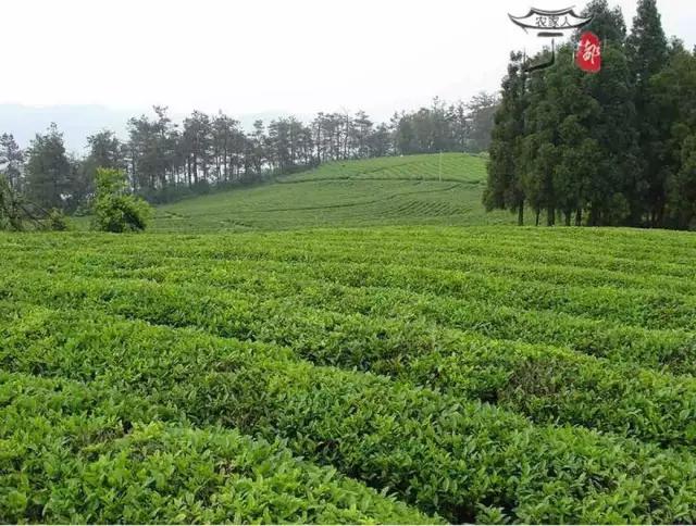 江西宁都小布茶,宁都县小布乡茶叶基地