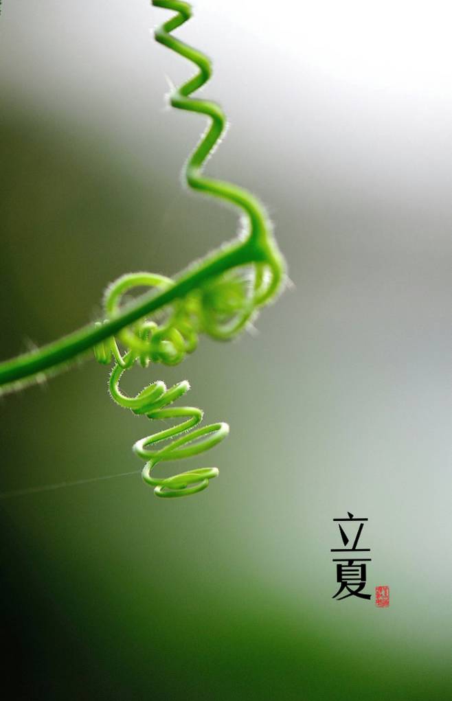 却是石榴知立夏,却是石榴知立夏年年花开什么意思