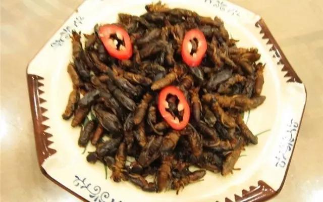 食虫植物怎么吃虫子,食虫植物是怎么吃掉虫子的