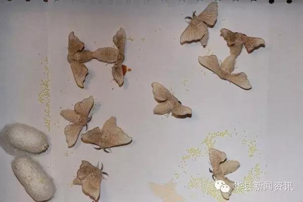 老家白白胖胖的白色虫子,小时候白色的虫子