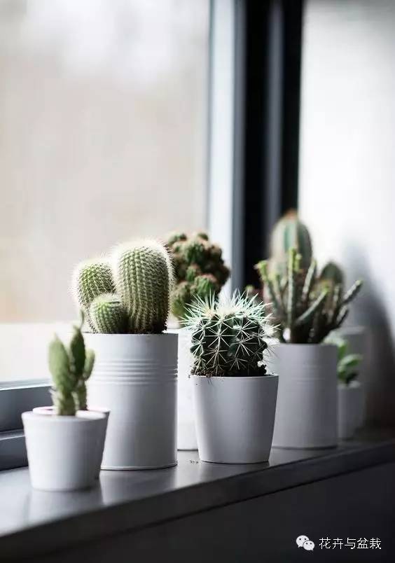 吸甲醛的绿植存放家里多久可扔掉,吸甲醛的绿植排名前十名绿萝