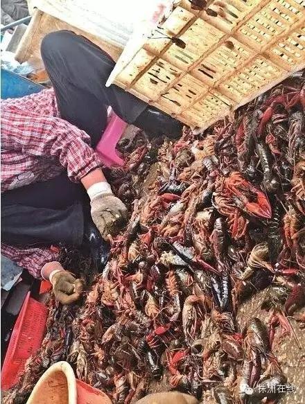 每天神评论,口味虾就是要这样吃