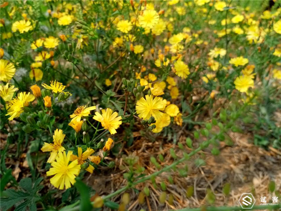 金立天鉴w909手机找不到媒体模式,金立天鉴w900翻盖手机价格